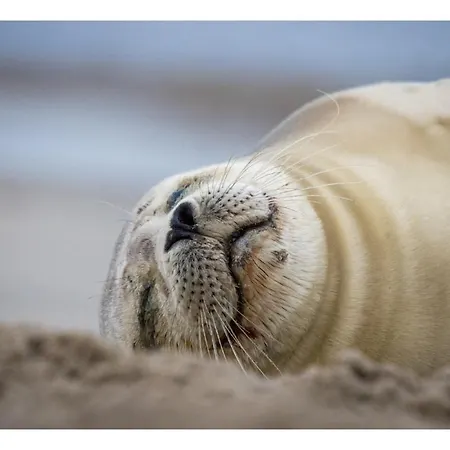 Casa de Férias Beautiful Loft In Katwijk aan Zee