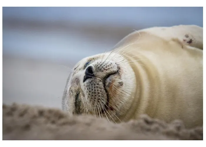 Casa de Férias Beautiful Loft In Katwijk aan Zee