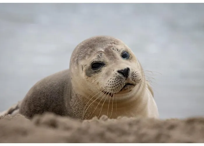 Beautiful Loft In Katwijk aan Zee