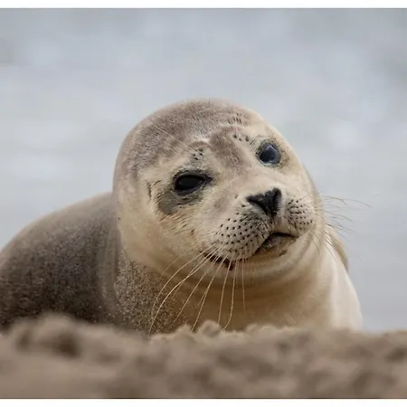 Beautiful Loft In Katwijk aan Zee